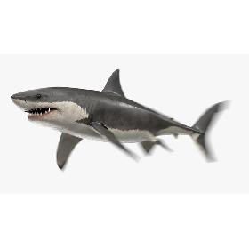 3D Great White Shark Animated